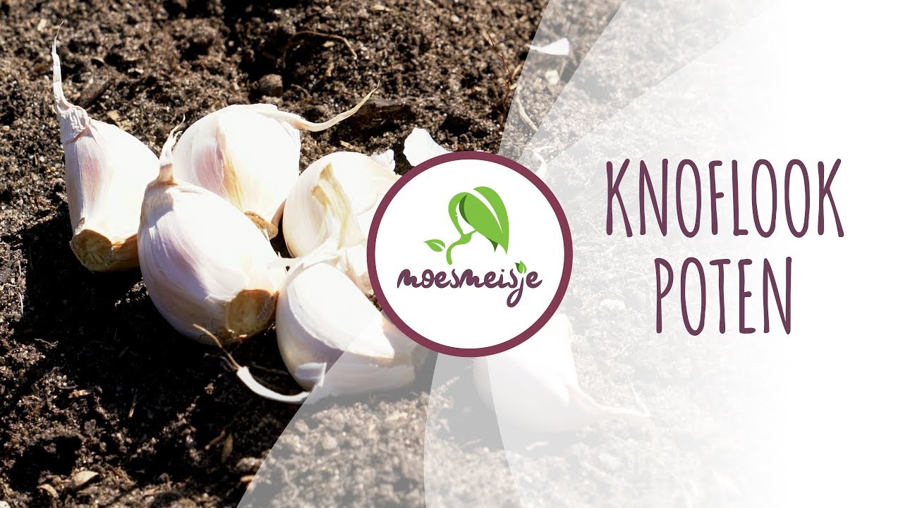 Knoflook planten | Knoflook poten in de volle grond | knoflook kweken