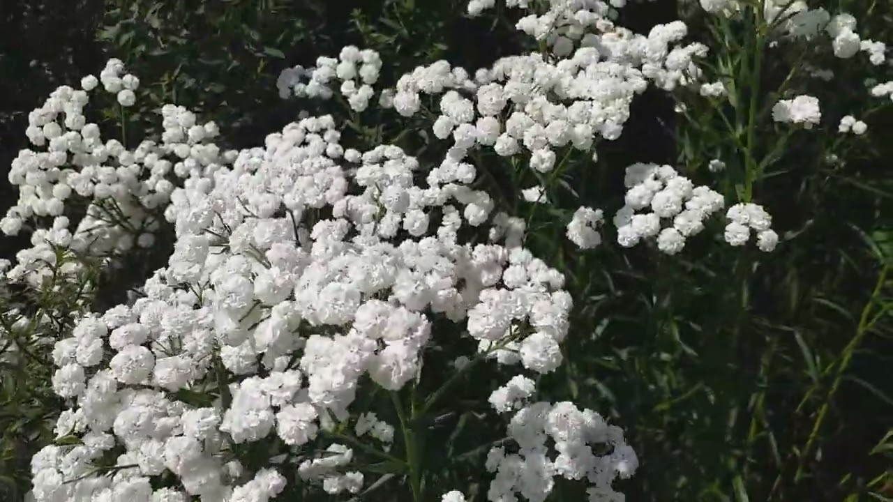 Achillea ptarmica