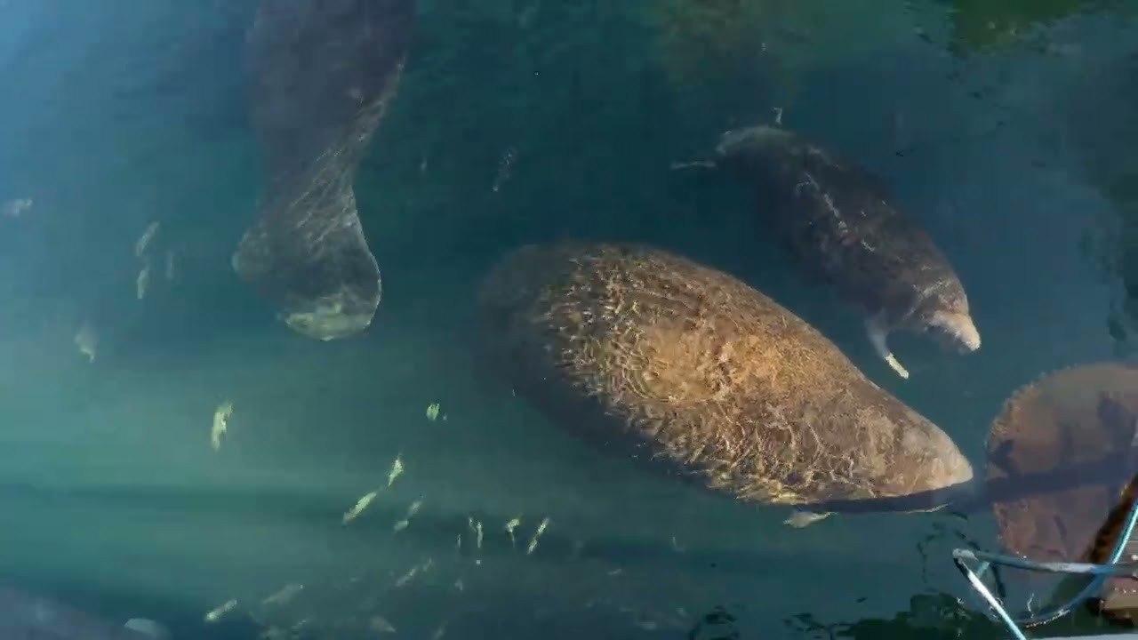Manatees at the  Homosassa Springs viewing station 