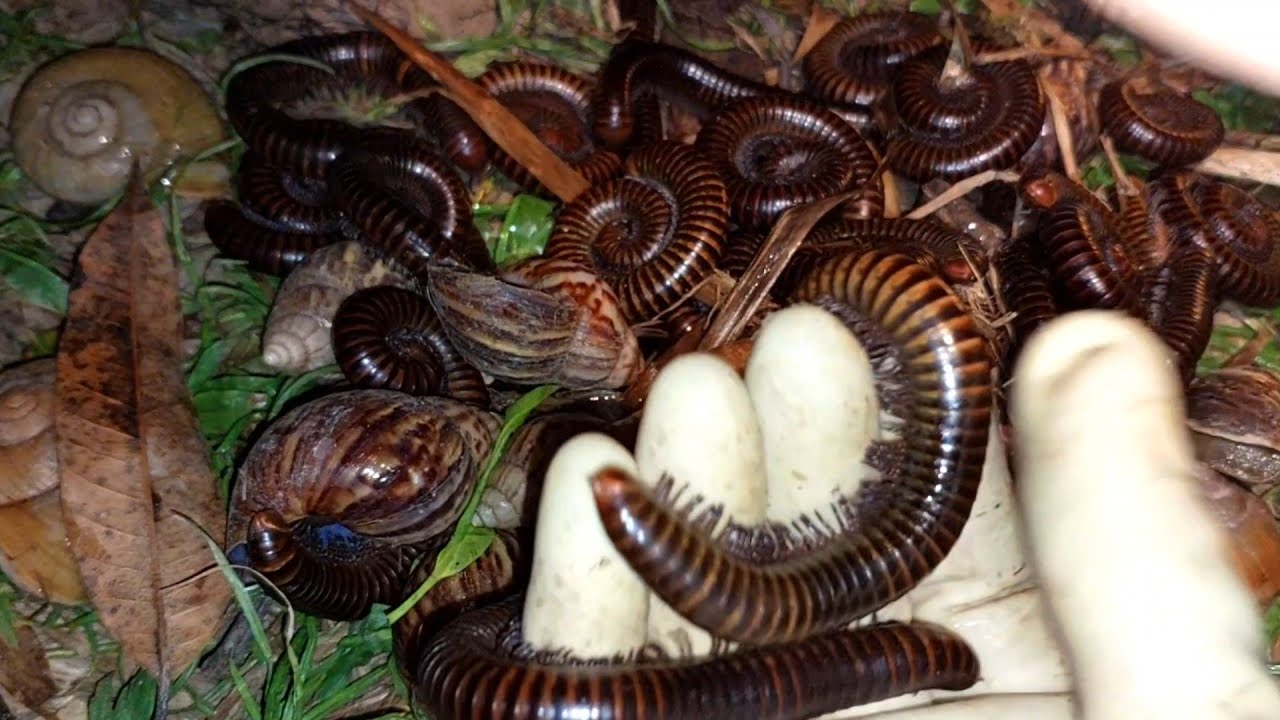 At night I hunt for millipedes and snails in the grass#millipedes#snails#insect#
