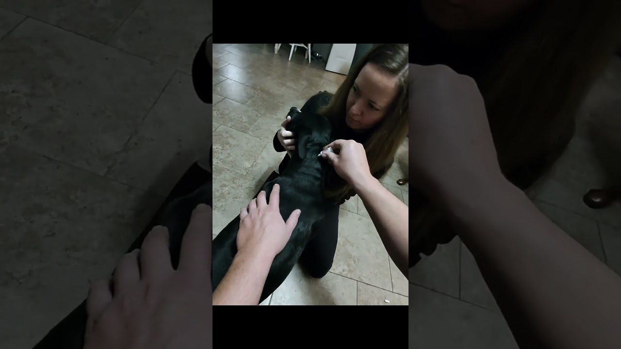 How to apply flea medicine to your dog. Our dogs reaction before and after..