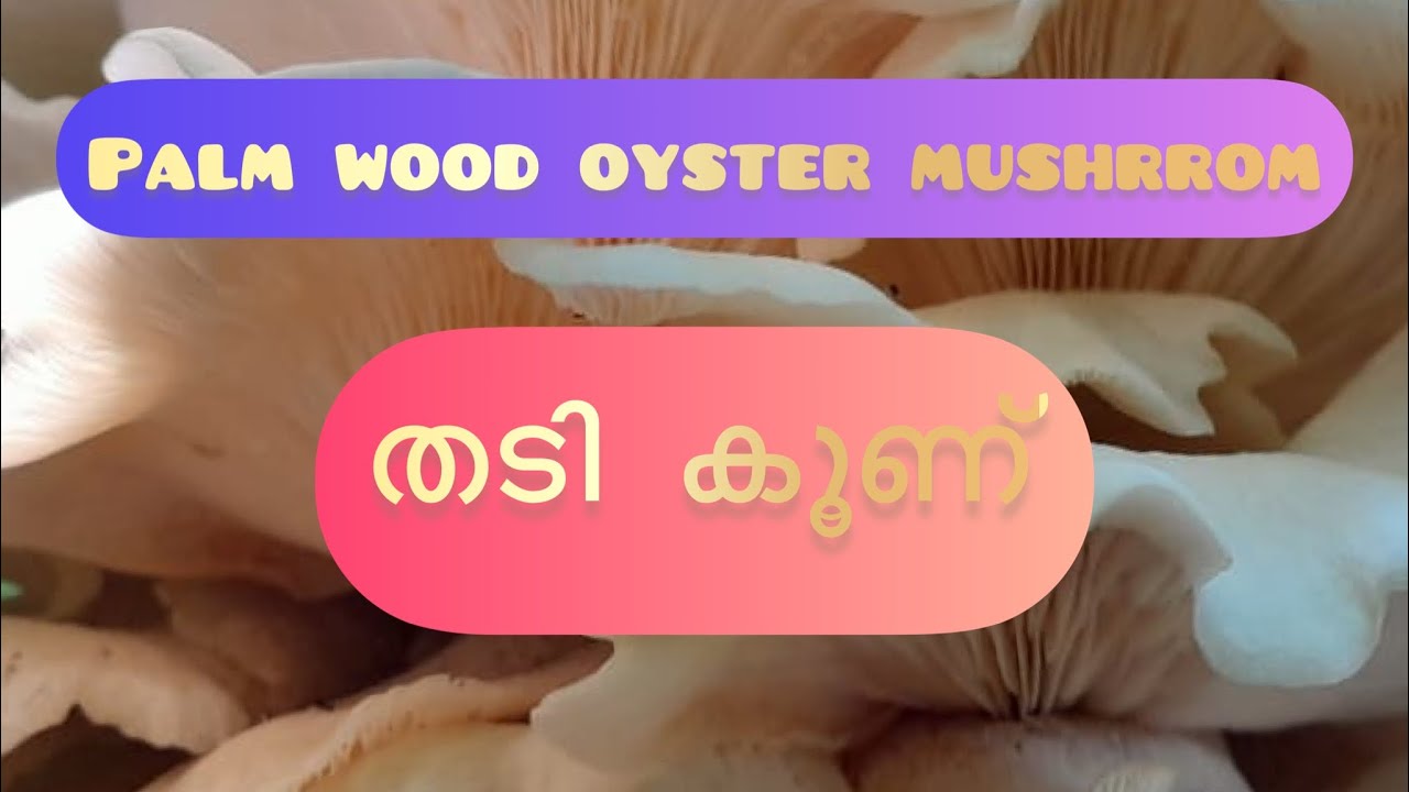 Thadi koonu | പനയിൽ മഷ്&zwnj;റൂം ഉണ്ടായപ്പോൾ| Mushrooms at home