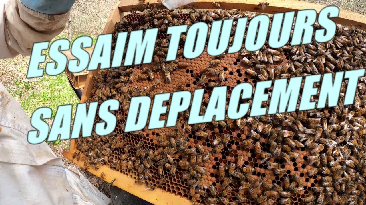 ESSAIM TOUJOURS SANS DEPLACEMENT