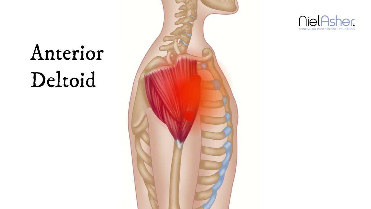 How To Find Trigger Points - Anterior Deltoid Muscle