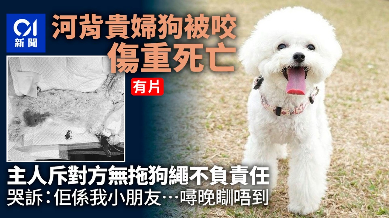【01秒看新聞】河背貴婦狗被咬重傷不治　主人斥對方無拖狗繩　泣：佢係我小朋友｜01新聞｜貴婦狗｜重傷不治｜唐狗｜無拖狗繩｜主人