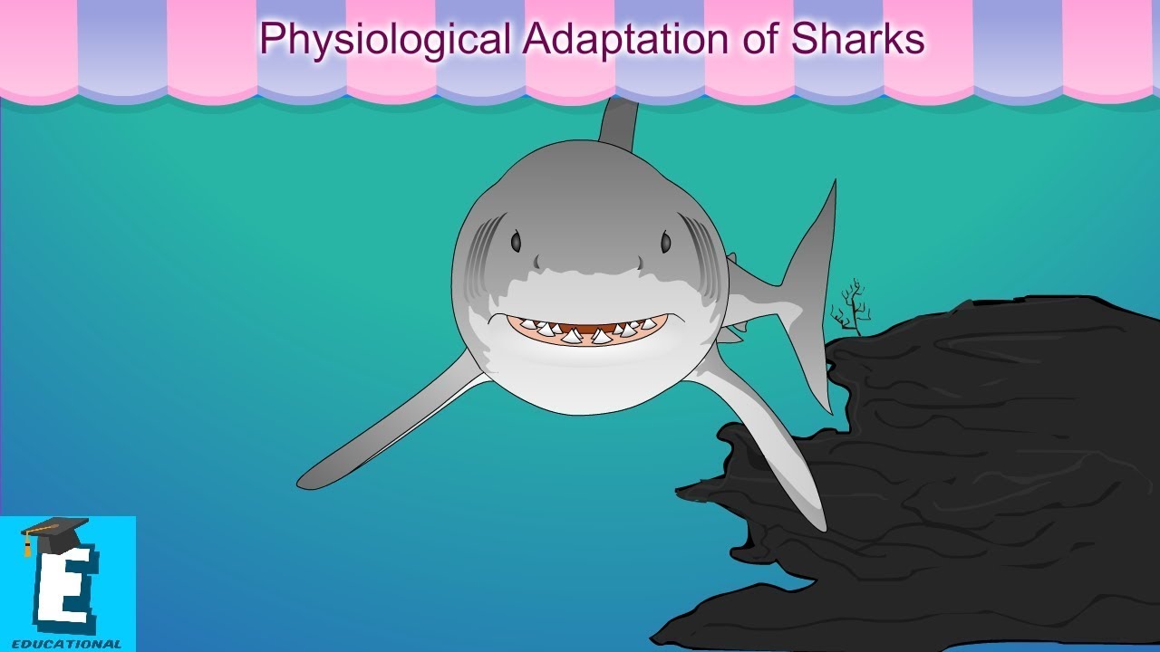Physiological Adaptation of Sharks Learn for Children and Kids by EDUKID Learning