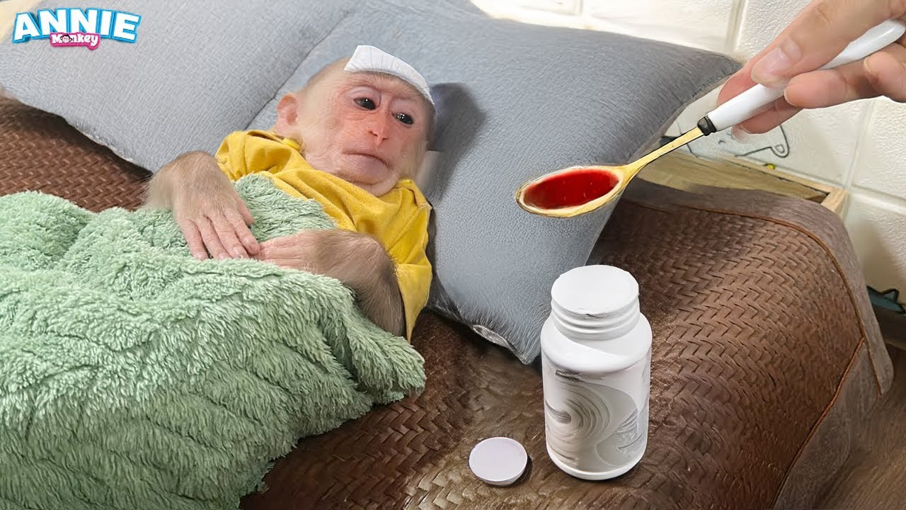 OMG! monkey Annie has a high fever, what can dad do to help he!!!!