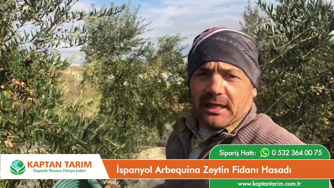 İspanyol Arbequina Zeytin Fidanı Hasadı