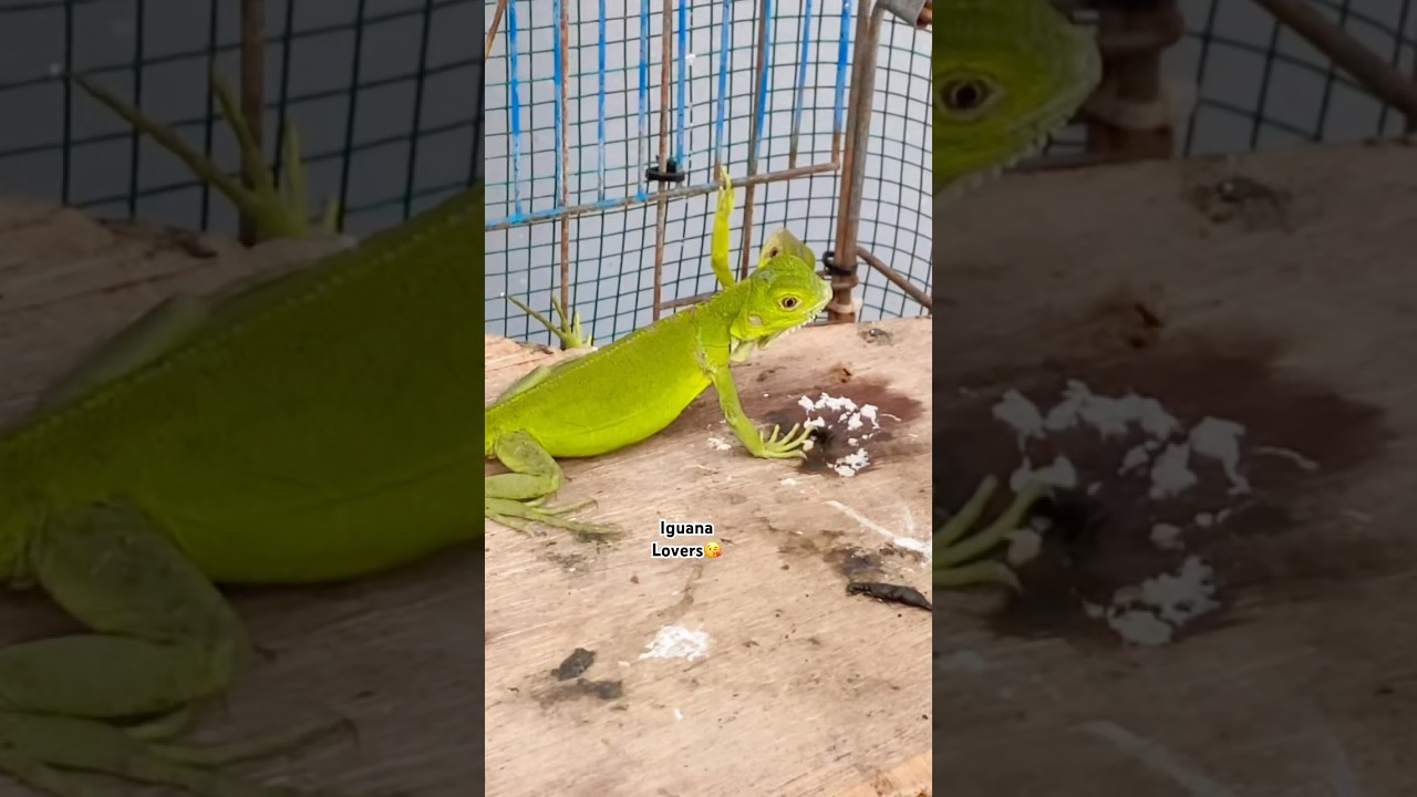 Iguana lagi lucu lucu nya 😘 