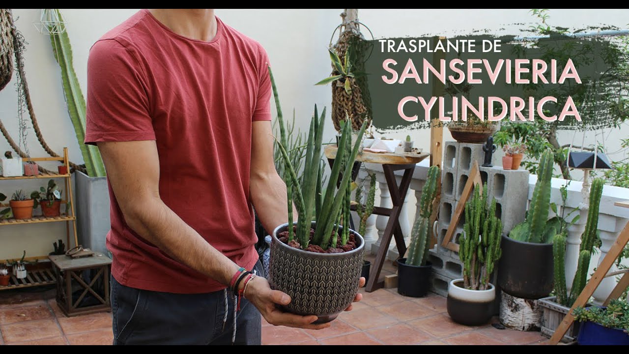Trasplante de Maceta | SANSEVIERIA CYLINDRICA