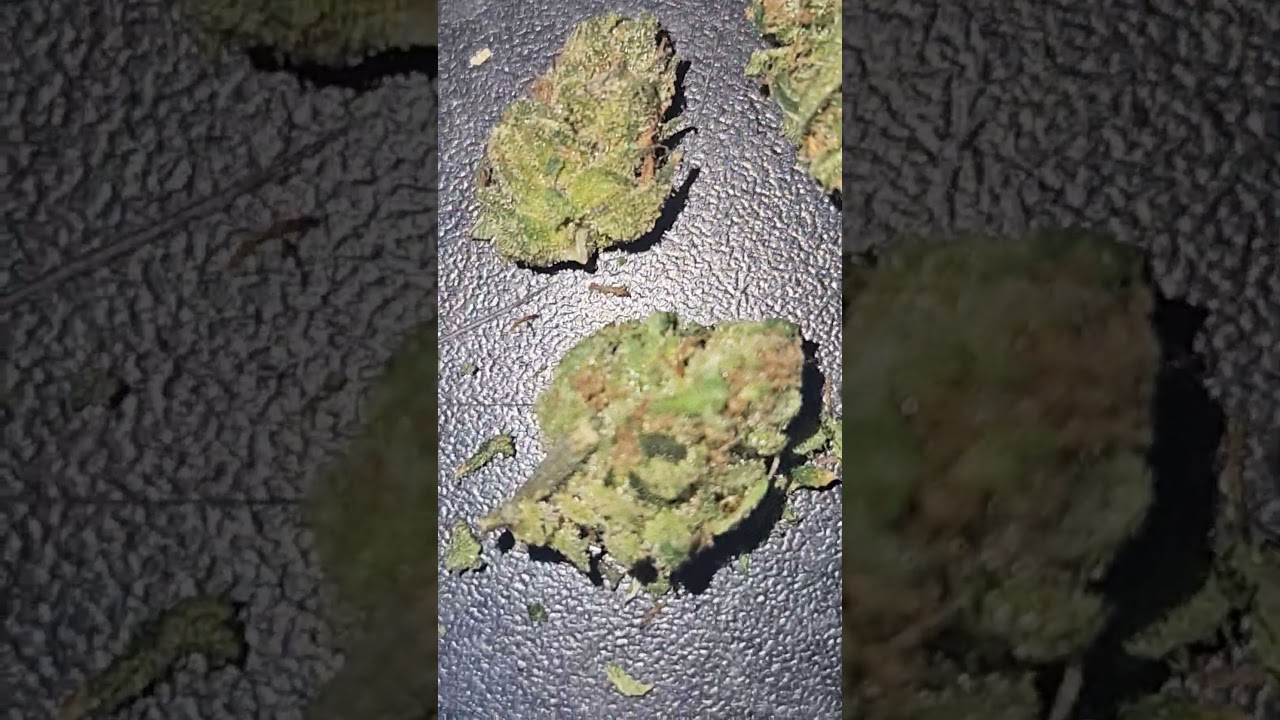 Exodus cheese #weed hand trim