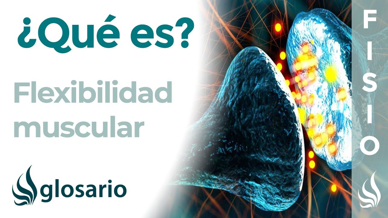 FLEXIBILIDAD | Qu&eacute; es, tipos, por qu&eacute; y en qu&eacute; parte se produce