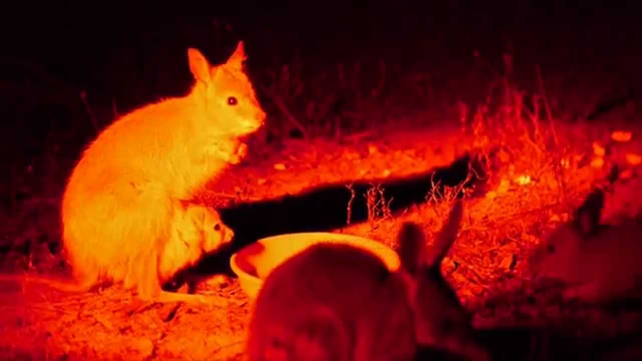 Dryandra Woodland - Barna Mia - Parks in Western Australia