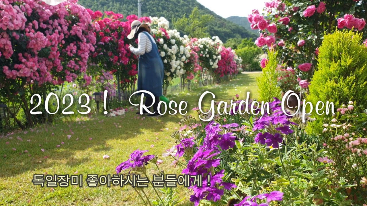 2023! Rose Garden Open   독일장미 좋아하시는 분들에게