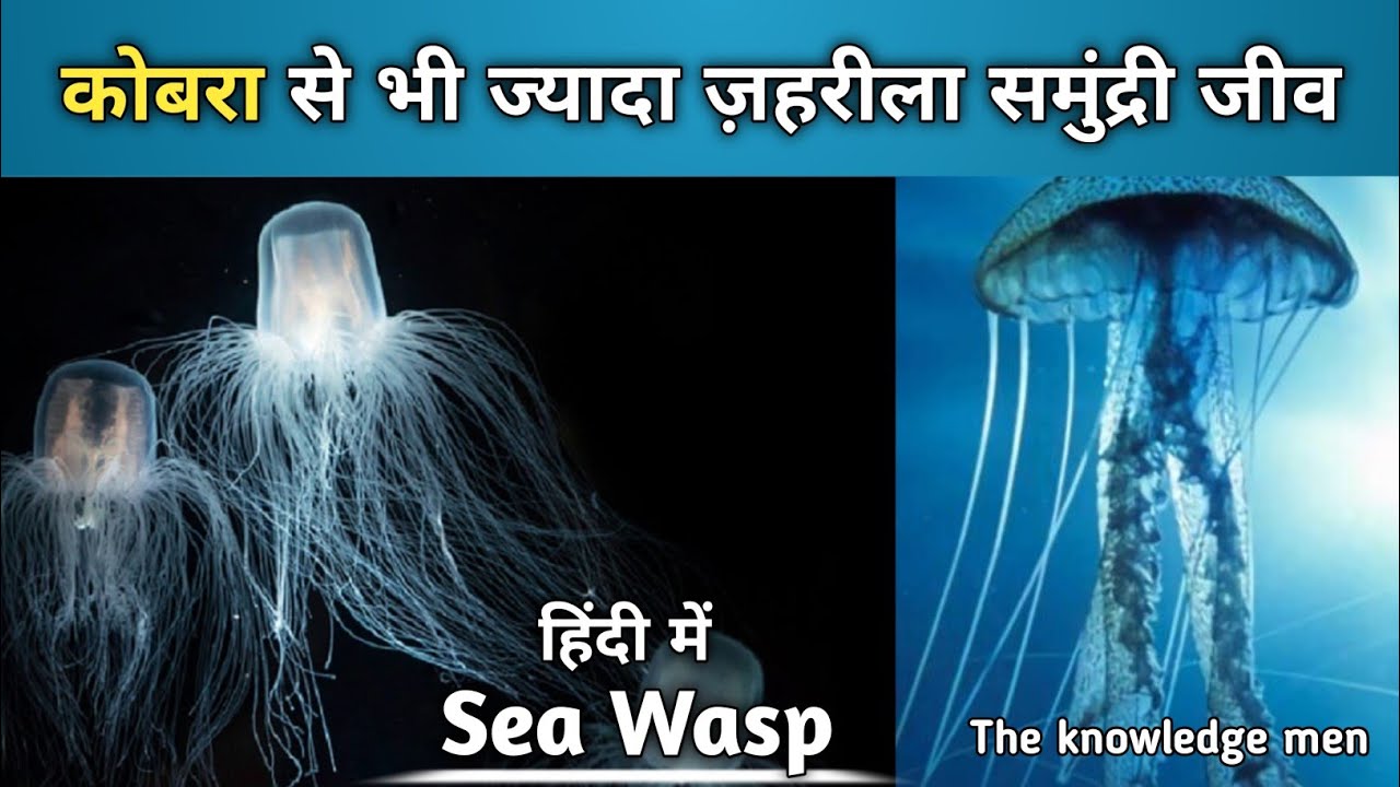 Sea Wasp: कोबरा से भी ज्यादा जहरीला समुंद्री जीव l समुंद्री ततैया l Sea Monster