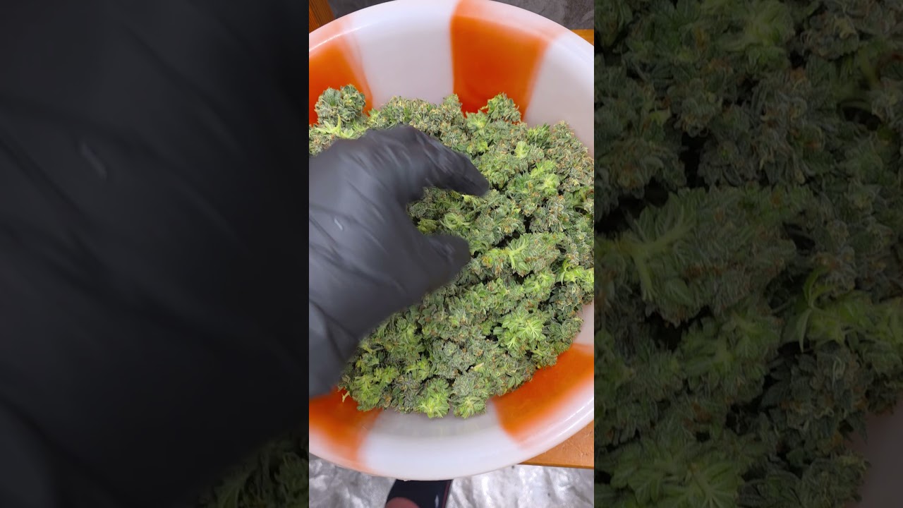 Runtz #ott #Marihuana #weed #cannabis #grow #legal #harvest #growroom #ernte #Gorilla Glue 4 #gg4