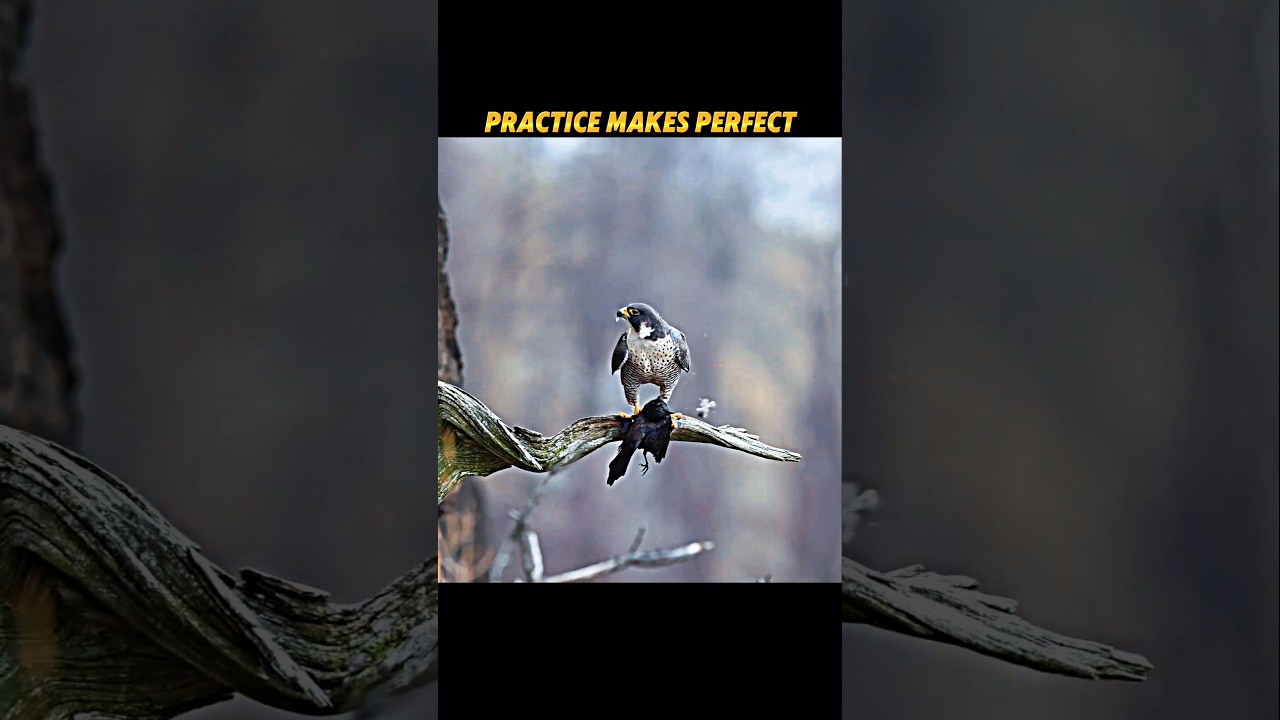 Falcon Training Pays Off! Practice Turns Into a Perfect Hunt! #trending #animals #birds #falcon