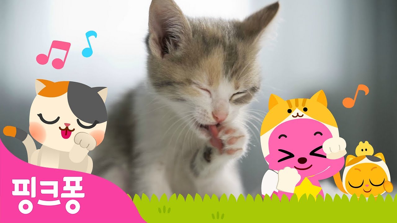야옹야옹 아기 고양이 🐱 | 아기동물 동요 | 귀여운 아기 고양이 친구들을 만나봐요! | 핑크퐁! 인기동요