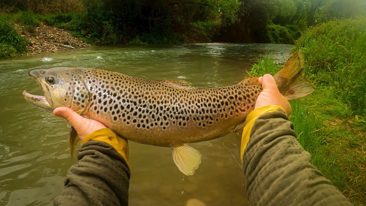 Fliegenfischen in Spanien | riesige Bachforelle | Streamer | Nymphing | Essen am Wasser