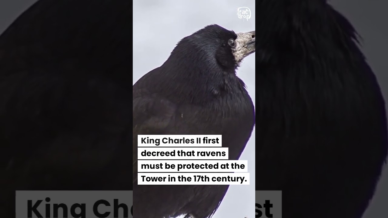 Within the Tower's grounds live six ravens cared for by the Ravenmaster.