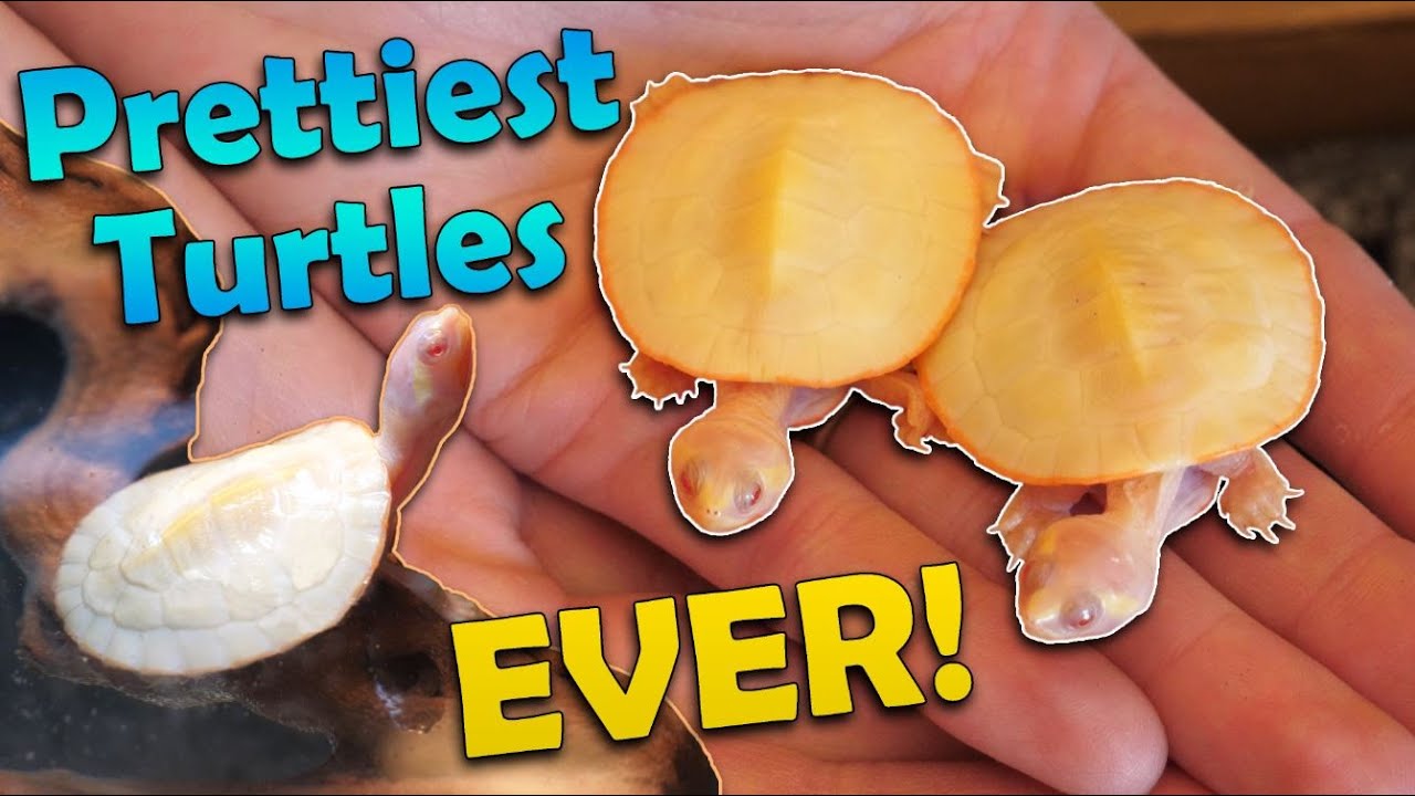 Unboxing Baby Albino Sideneck Turtles!