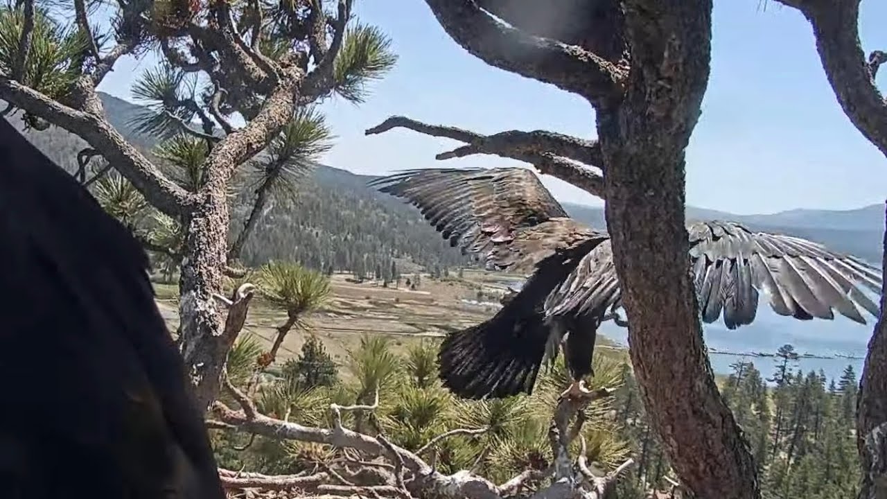 SPIRIT SERIOUSLY flapping wings on the front Porch Big Bear Bald Eagles May 22 2022
