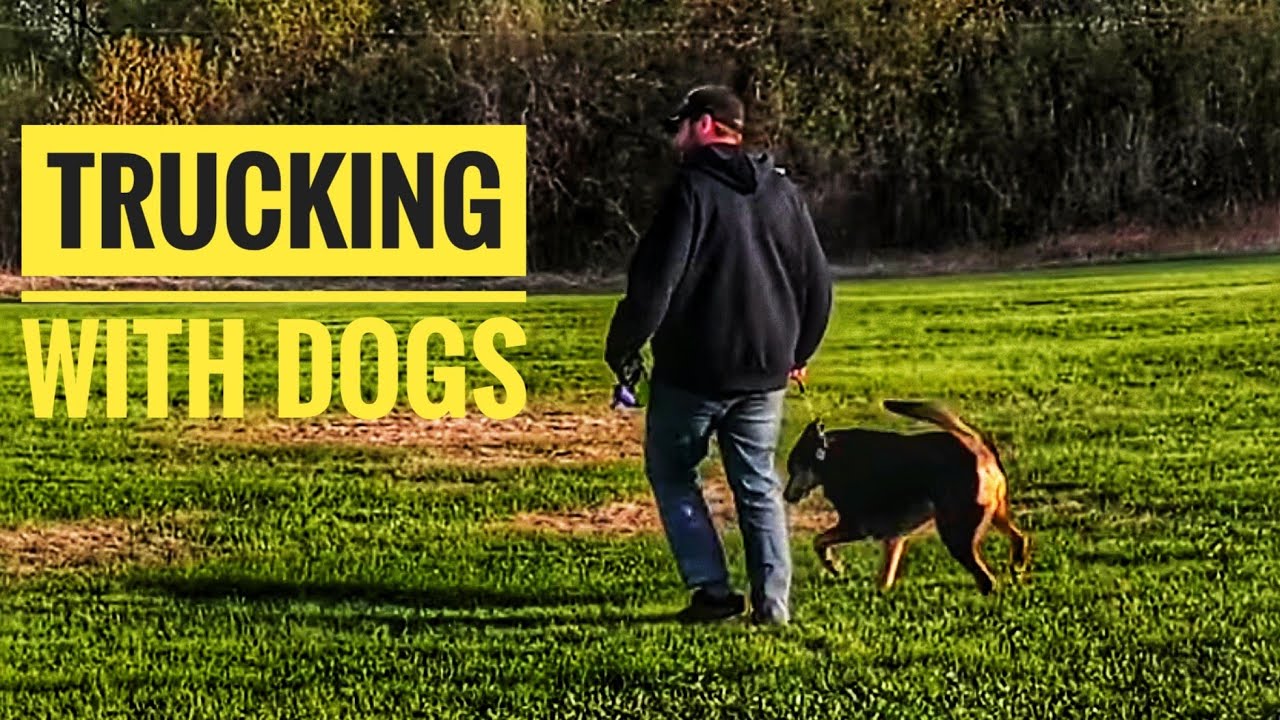 My Trucking Life | TRUCKING WITH DOGS | #1712