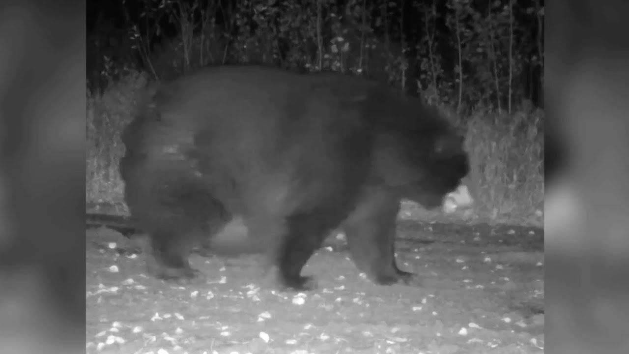 Vollgefressen und bereit f&uuml;r den Winterschlaf: Sehr dicker B&auml;r schleppt sich an Wildkamera vorbei