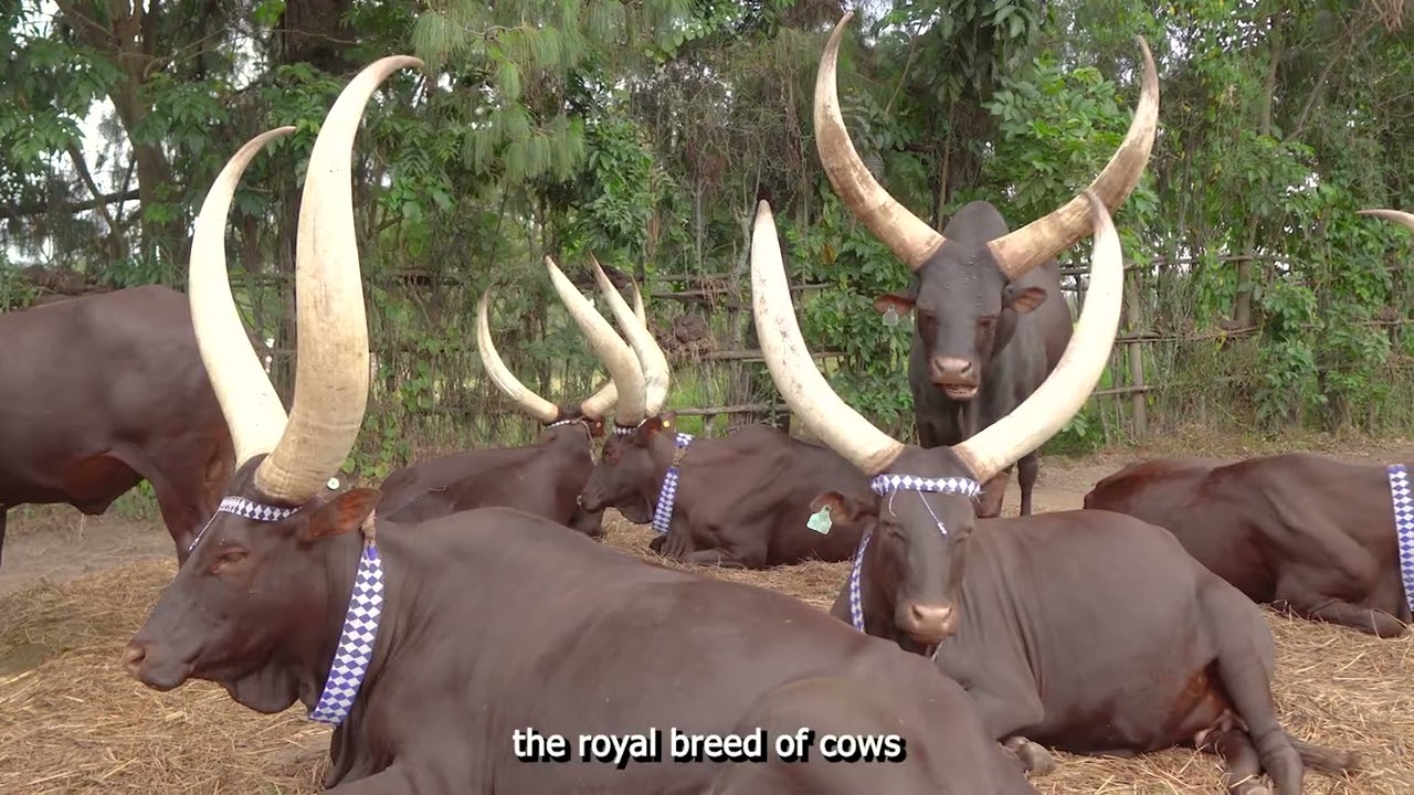Visit the Museums of Rwanda
