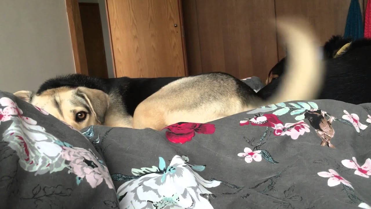 Morning cuddles with snuggly dogs Elvis and Cher