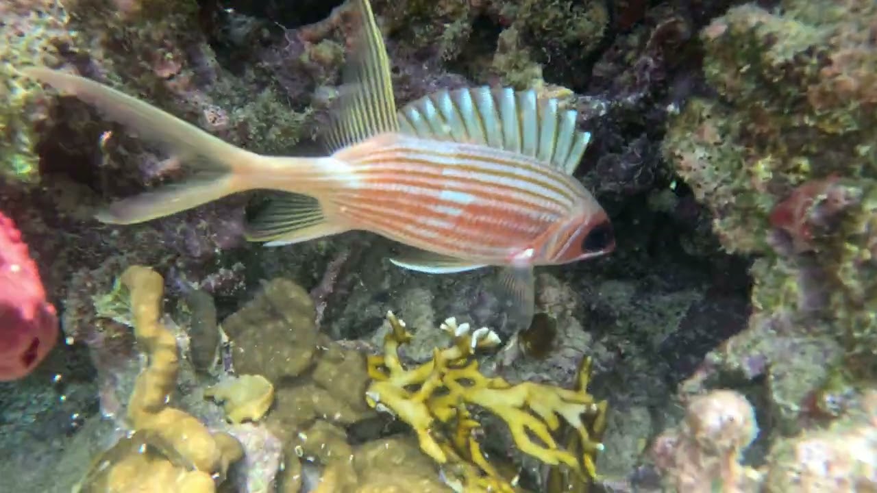 More San Blas Snorkeling - Ep.51