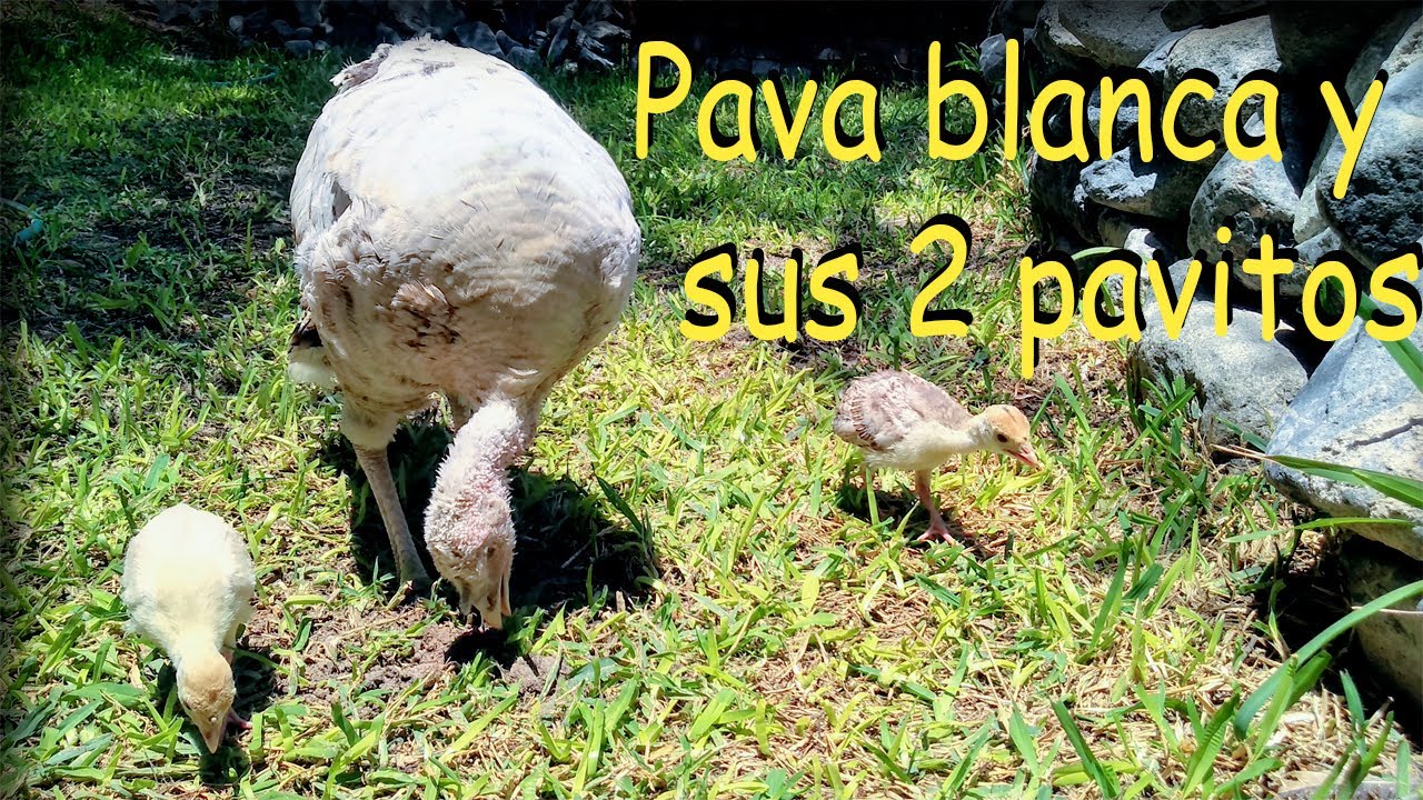 MI PAVA BLANCA Y SUS 2 PAVITOS *aves de corral