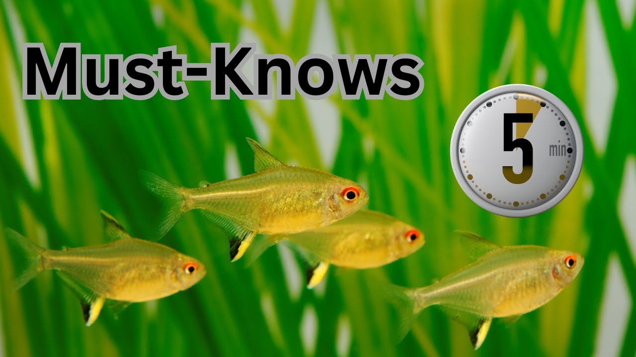 Lemon Tetra Care Guide: In UNDER 5 Minutes (2026)
