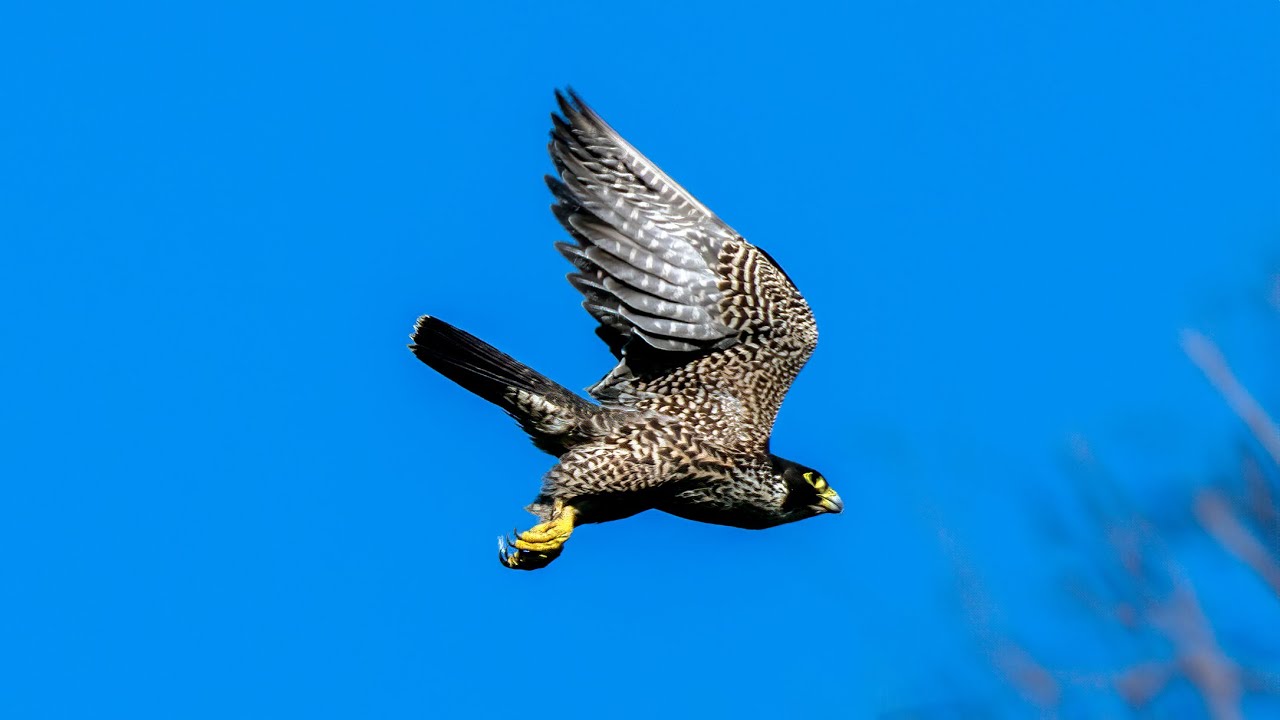 Birds 2024 Part 1