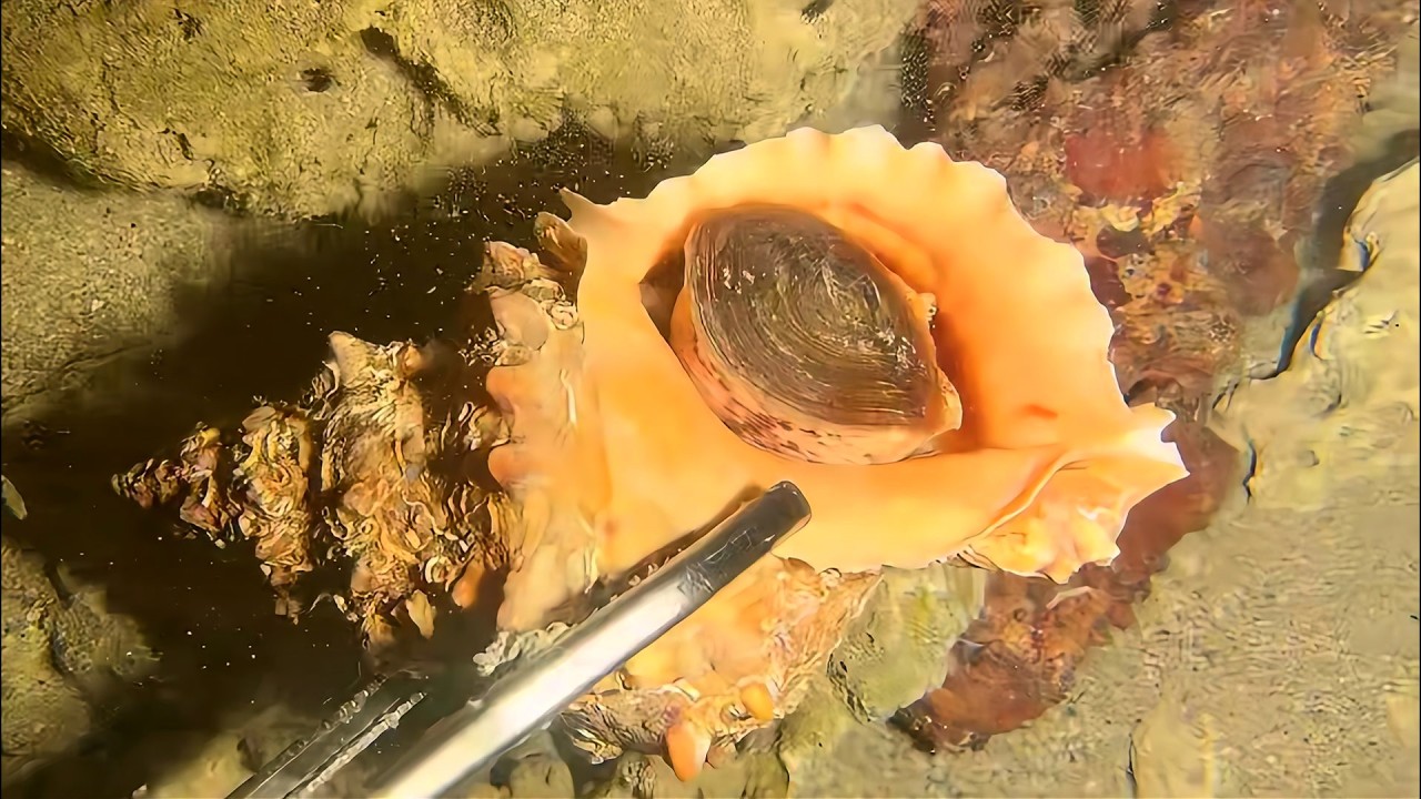 Diving to catch seafood, are there any creatures you like?  RQ0125  #seafood  #crab #fishing
