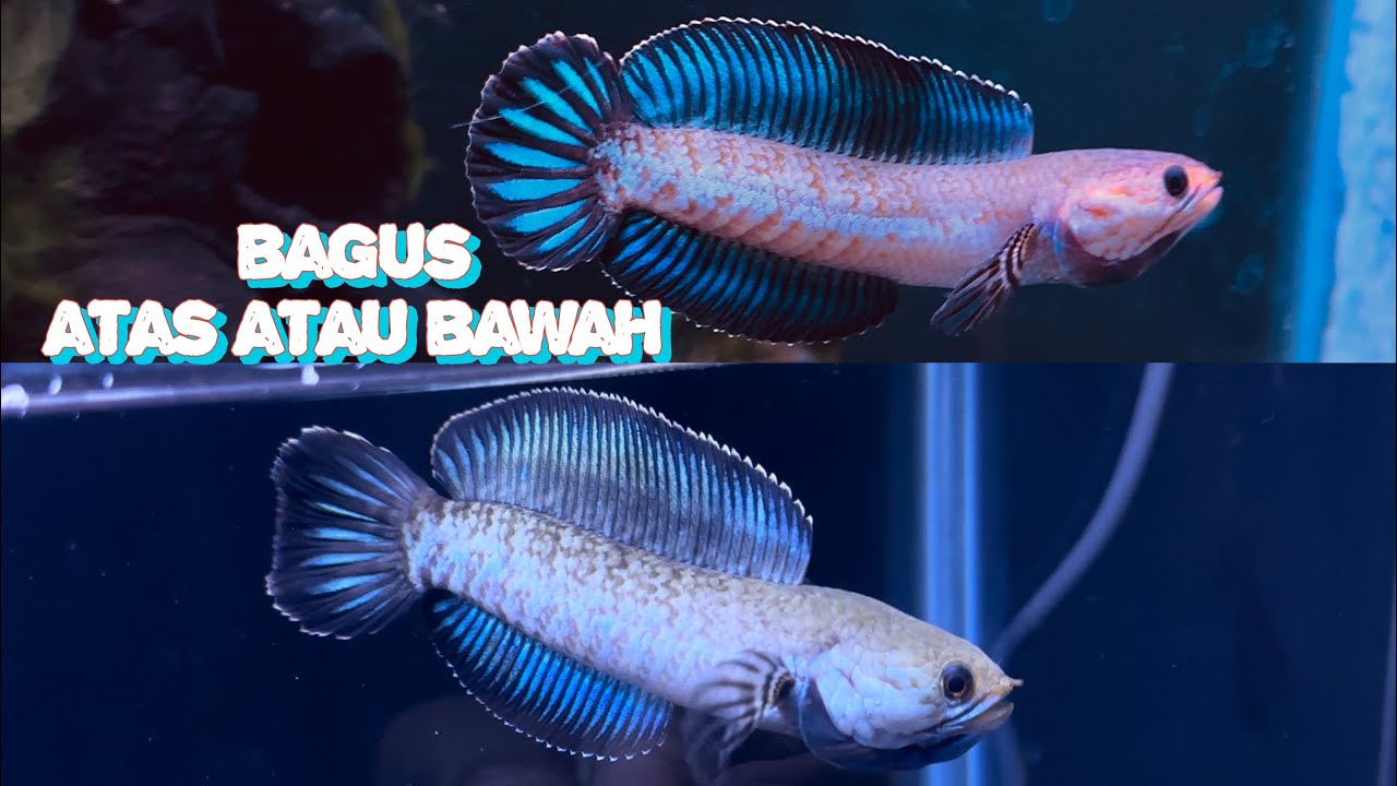 hal hal yang perlu dihindari beli channa andrao
