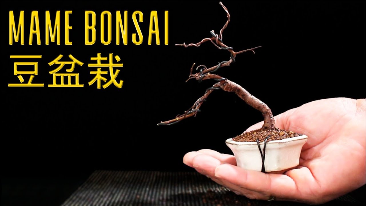 Mame Bonsai 豆盆栽