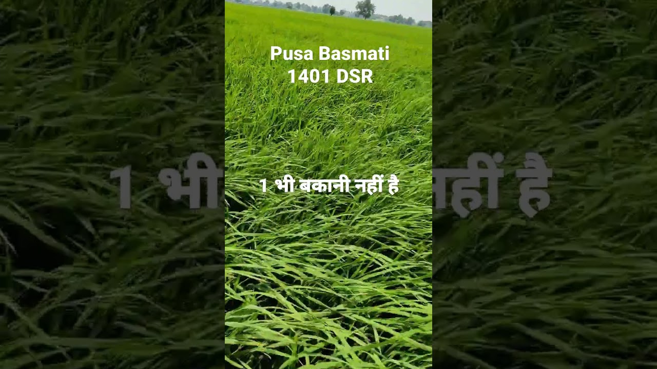 pusa Basmati 1401 DSR