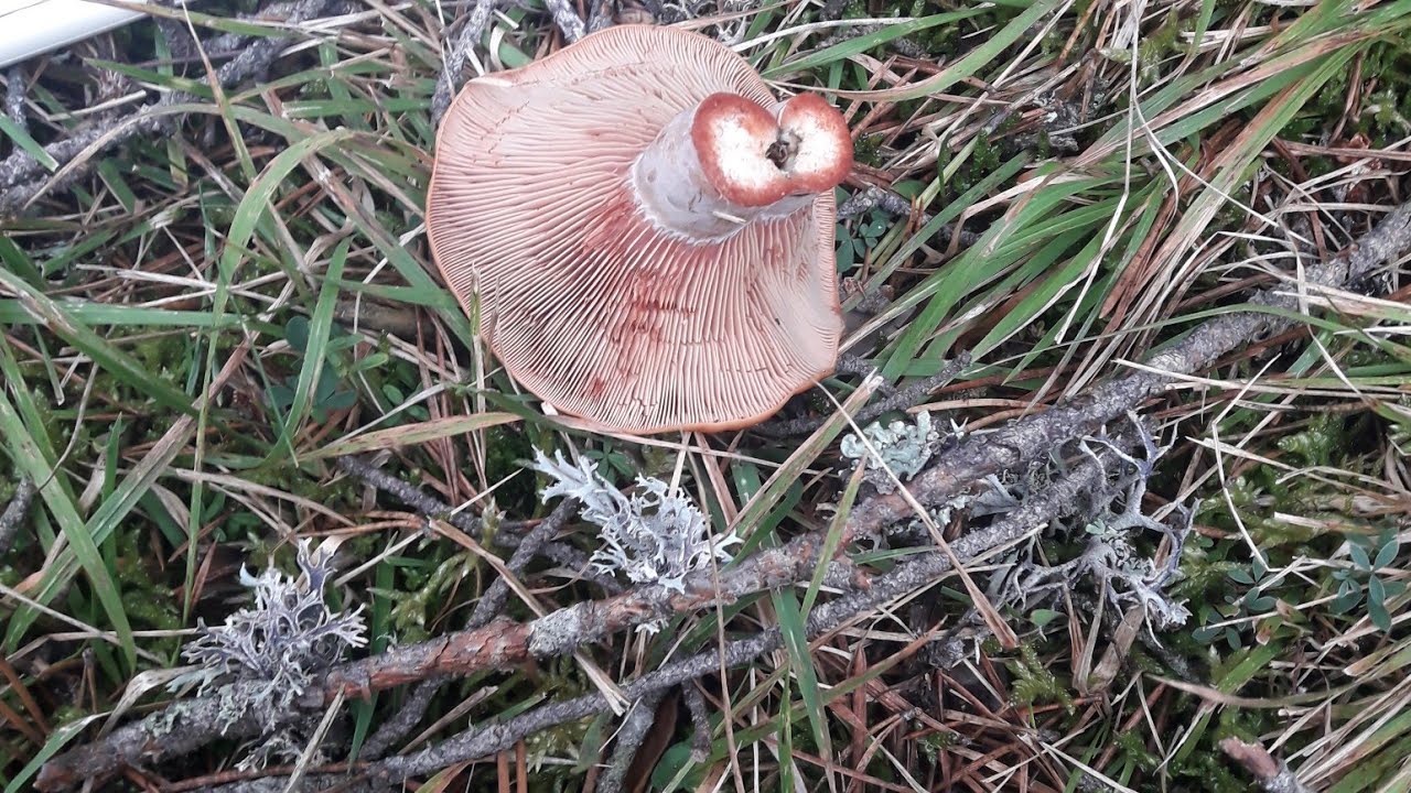 Kanlıca Mantarı Topladık Yılın ilk Mantarlari