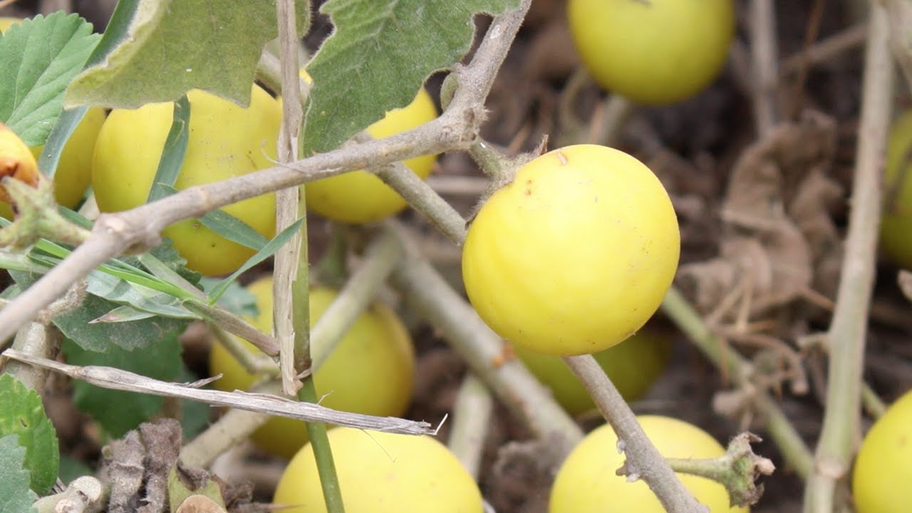 Tropical Soda Apple