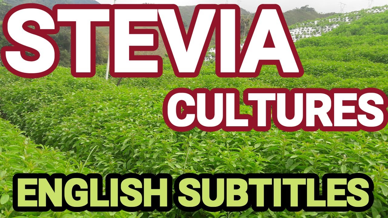 STEVIA CULTURES
