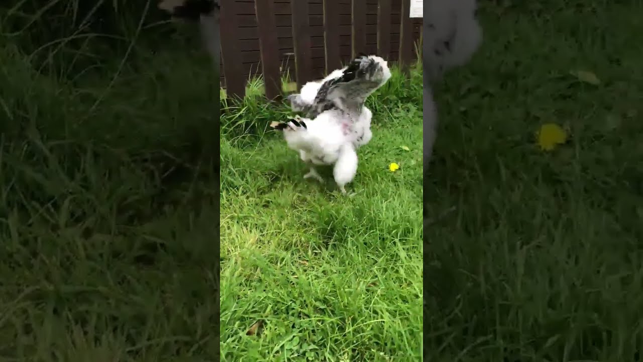 FLUFFY BABY PEREGRINE TRIES WALKING