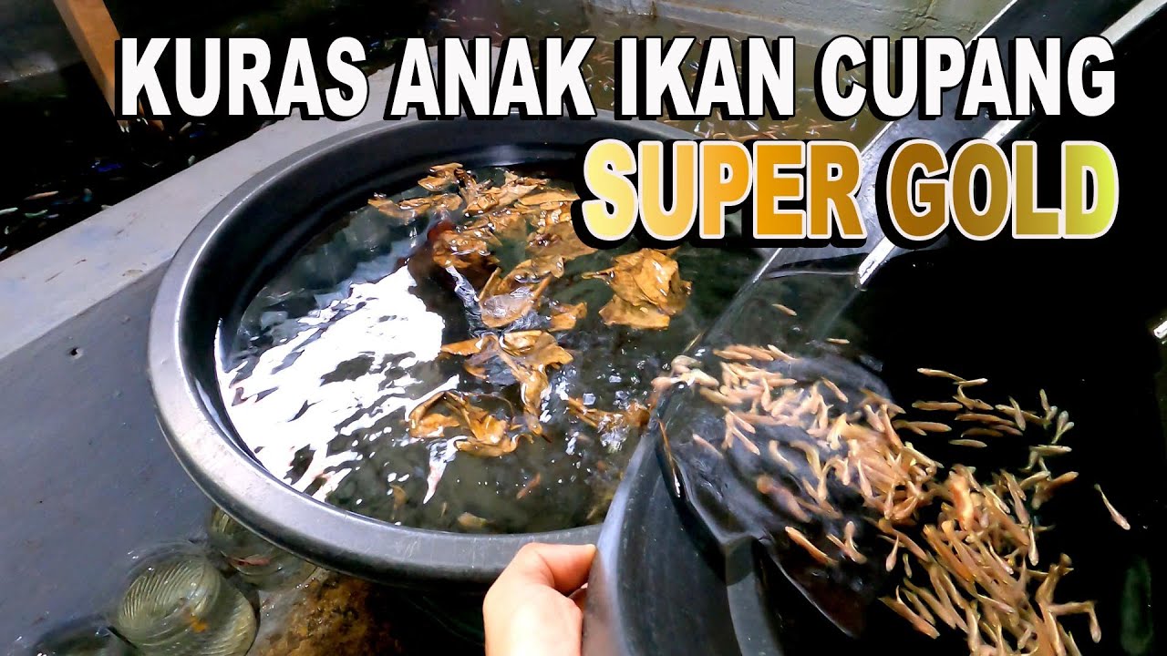 KURAS FULL ANAK IKAN CUPANG SUPER GOLD