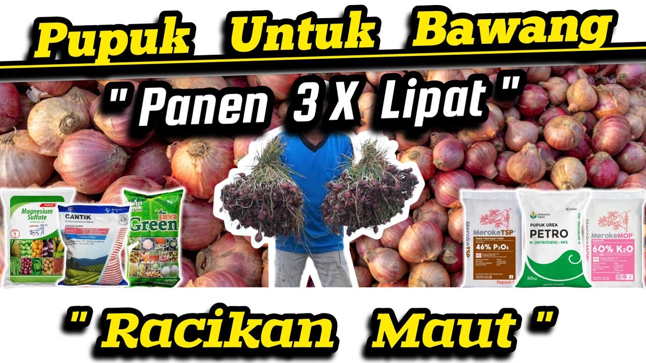🔴 Racikan Maut‼️Pupuk Super Murah Hasil Melimpah ✔️ Pupuk Umbi, Bawang Merah, Jahe, Kunyit, Kencur ✅