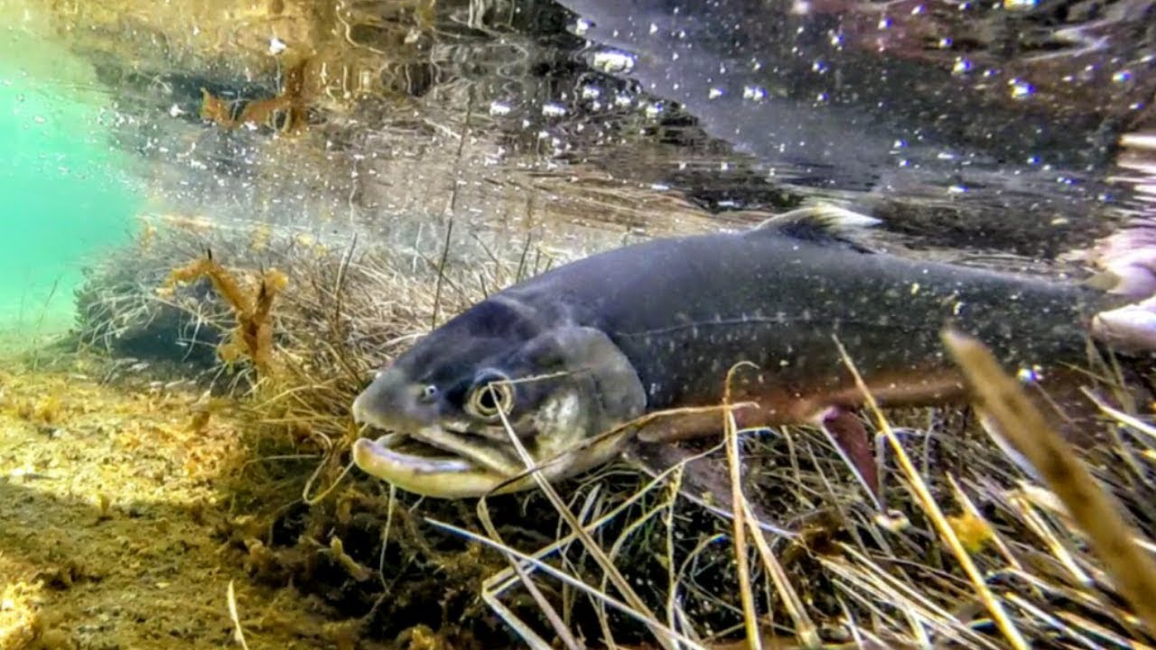 Una Pescata da Record (PARTE 1) / Apertura Trota Lago Alpino