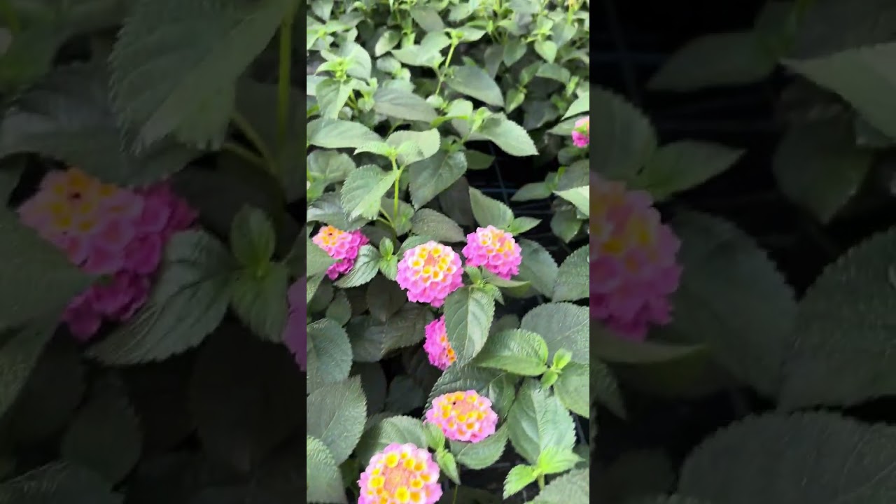 Lantana Evita Breeding  - Volmary New Product Trials May 2024