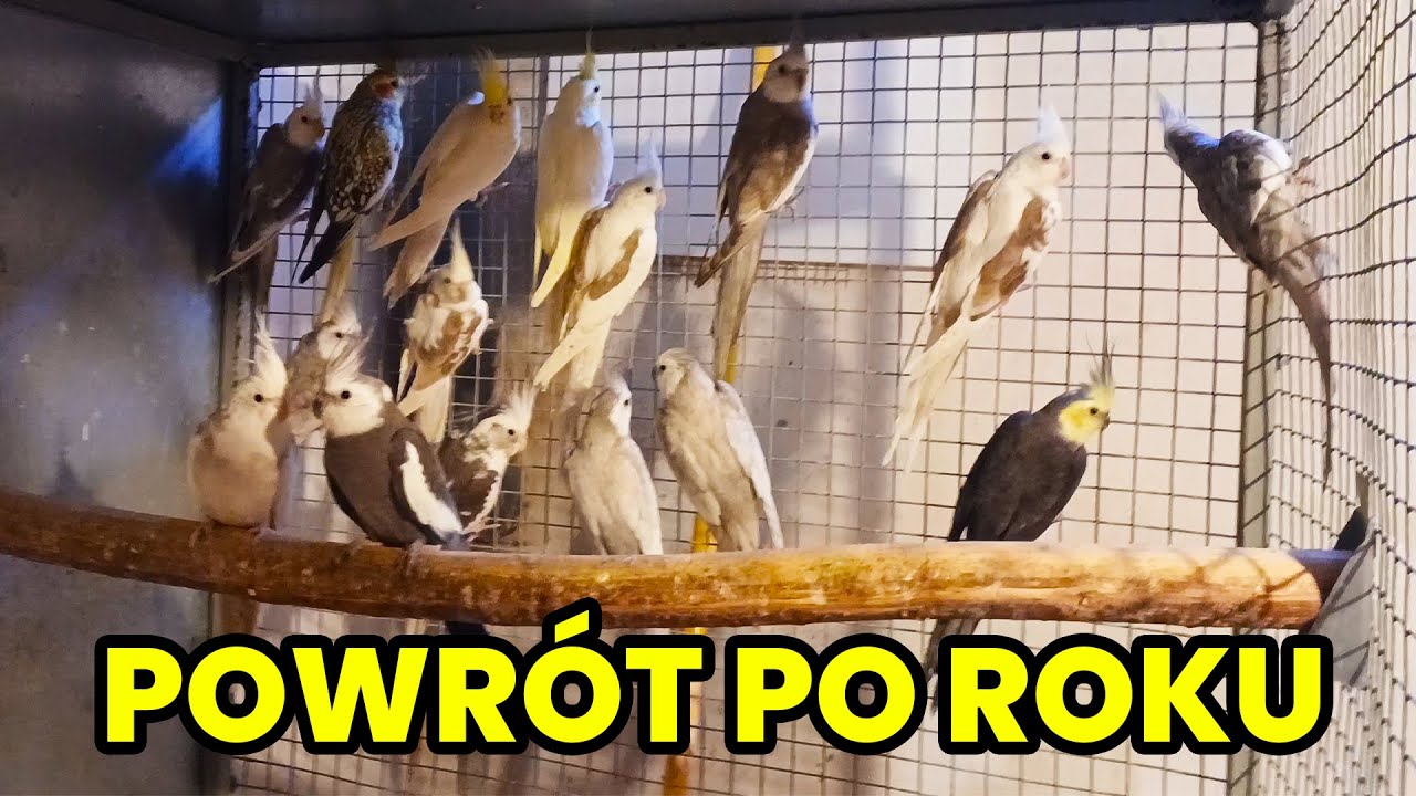 Wracam po roku! Zmiany w hodowli, nowe zwierzęta i wielkie plany! 🐦🐇