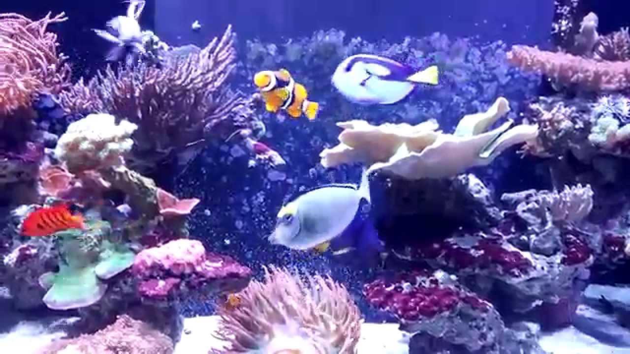 After 1 Year: jmadden's 90G Reef
