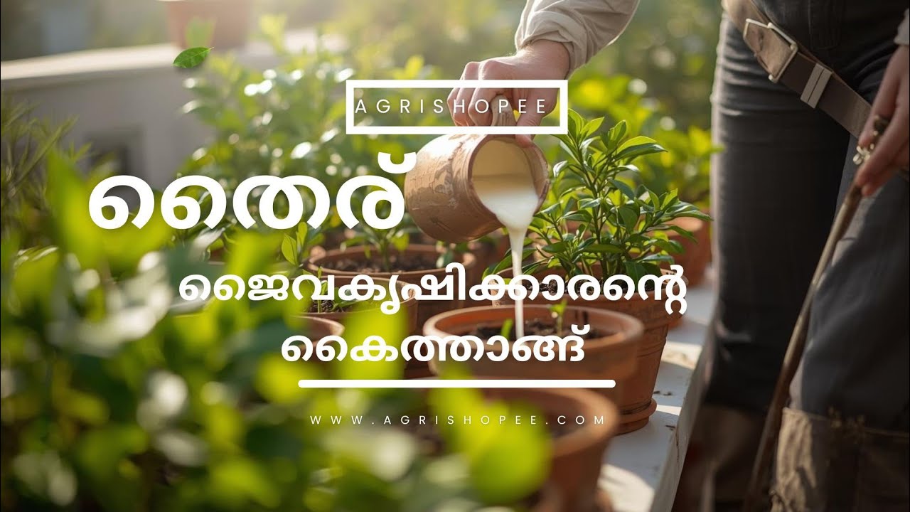 തൈര് - ജൈവകൃഷിക്കാരന്റെ കൈത്താങ്ങ് #fertilizer #homegardening #farming #agritips #agriculture #curd