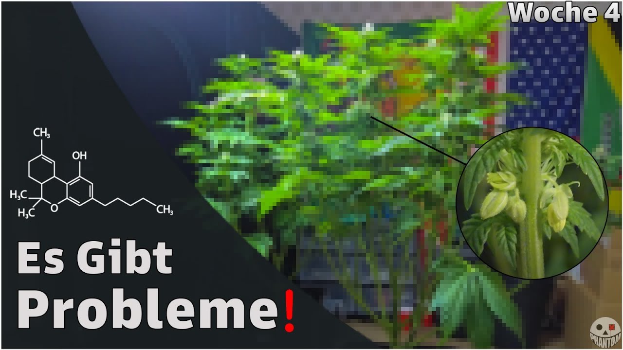 BL&Uuml;TEWOCHE 4 🥦  | ZWITTER & M&Auml;NNLICHE Pflanzen &ndash; So ERKENNST du sie!
